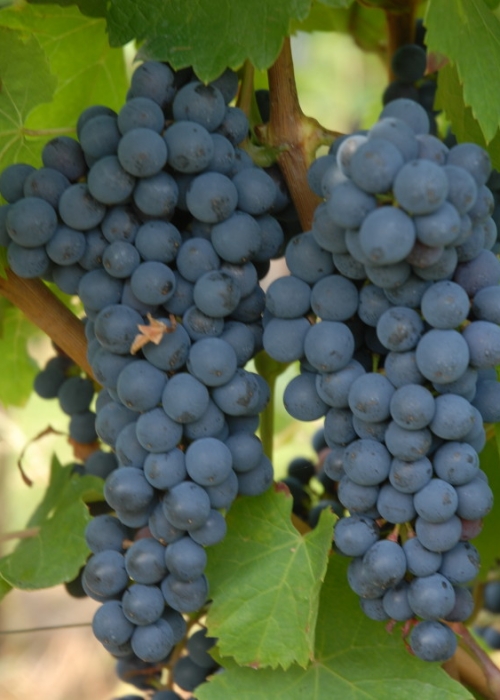 Cabernet Cubin ANT 0597